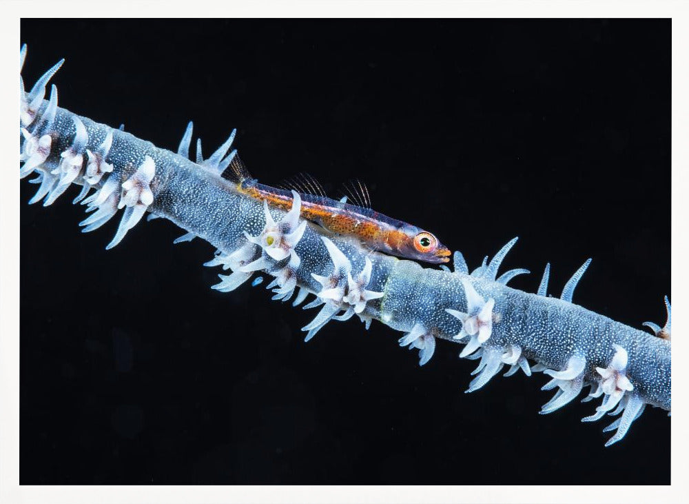 Whip coral  and its goby of the mesophotic zone Poster