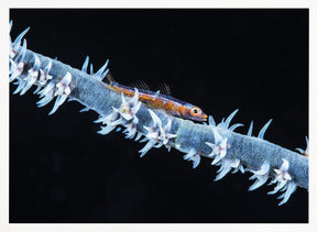 Whip coral  and its goby of the mesophotic zone Poster