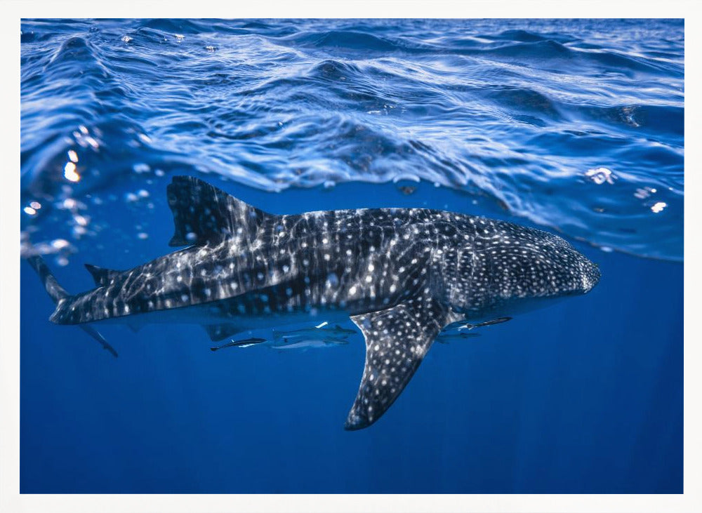 Whale shark : The biggest fish of the world Poster