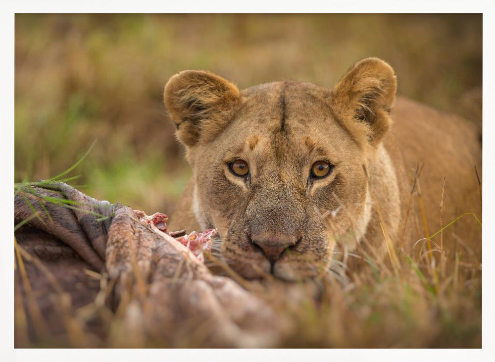 MARA LIONESS Poster