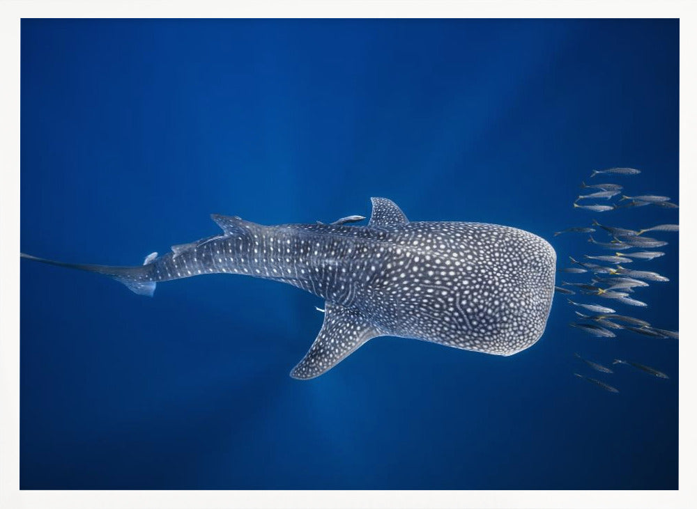 Whale shark and Tuna shoal Poster