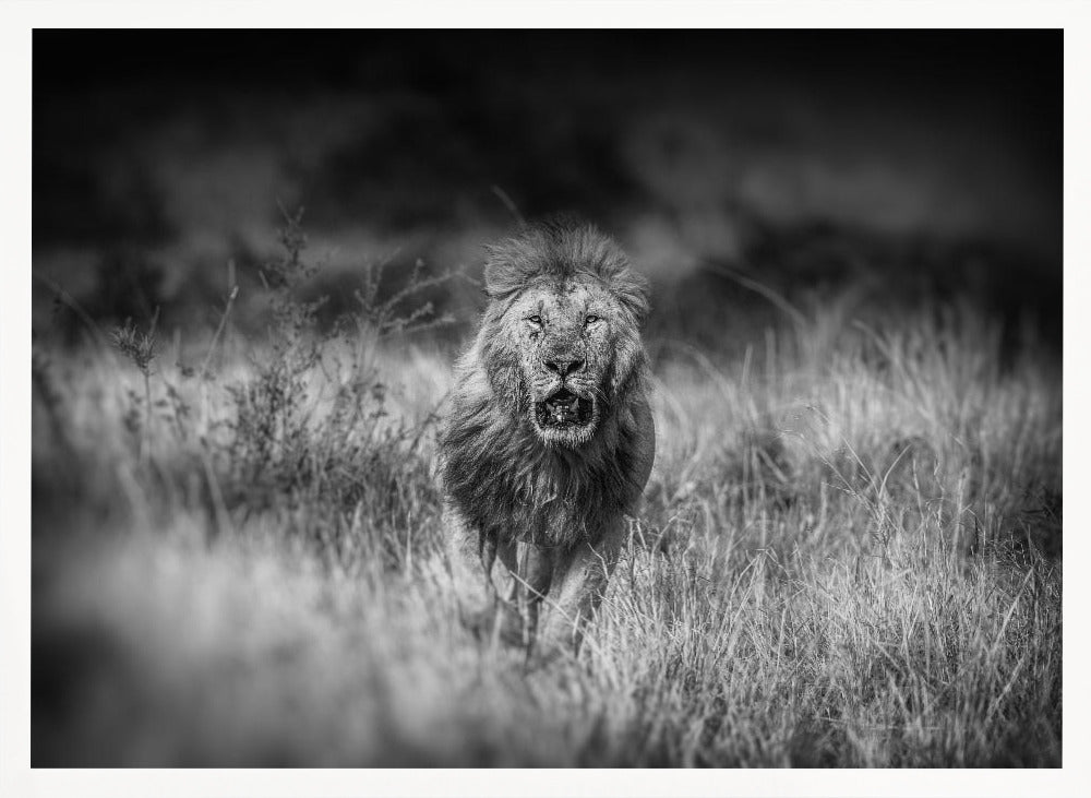 SERIOUS CONTENDER Poster