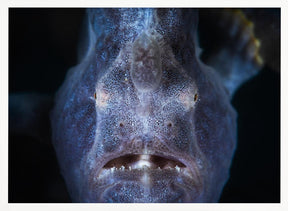 Close up : Frogfish Poster