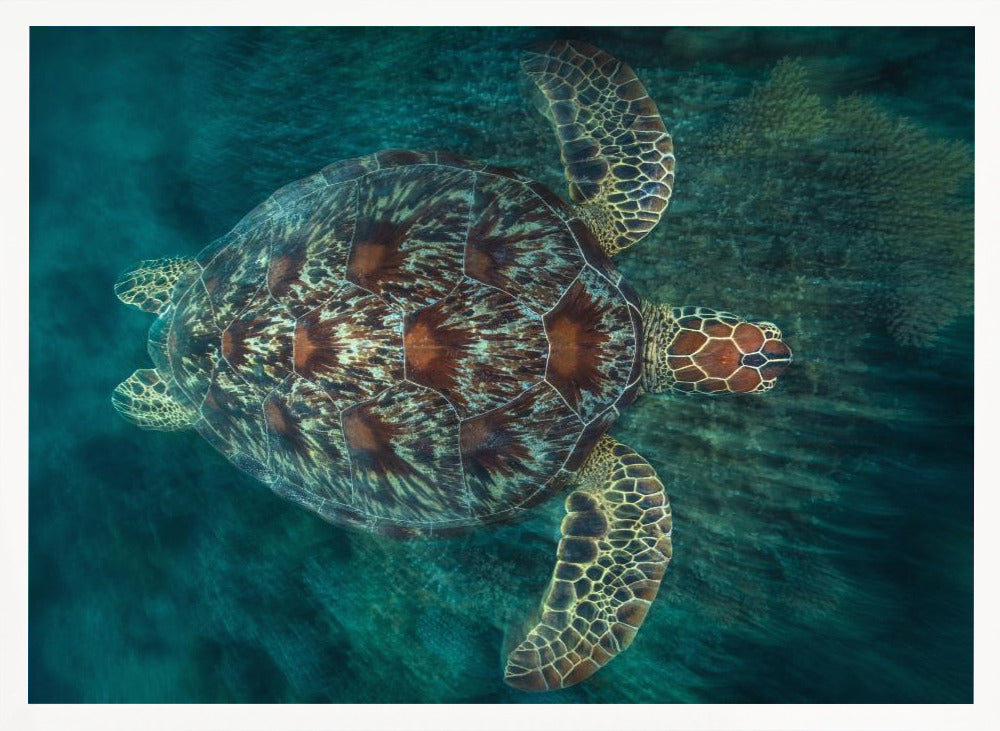 Green Turtle Poster