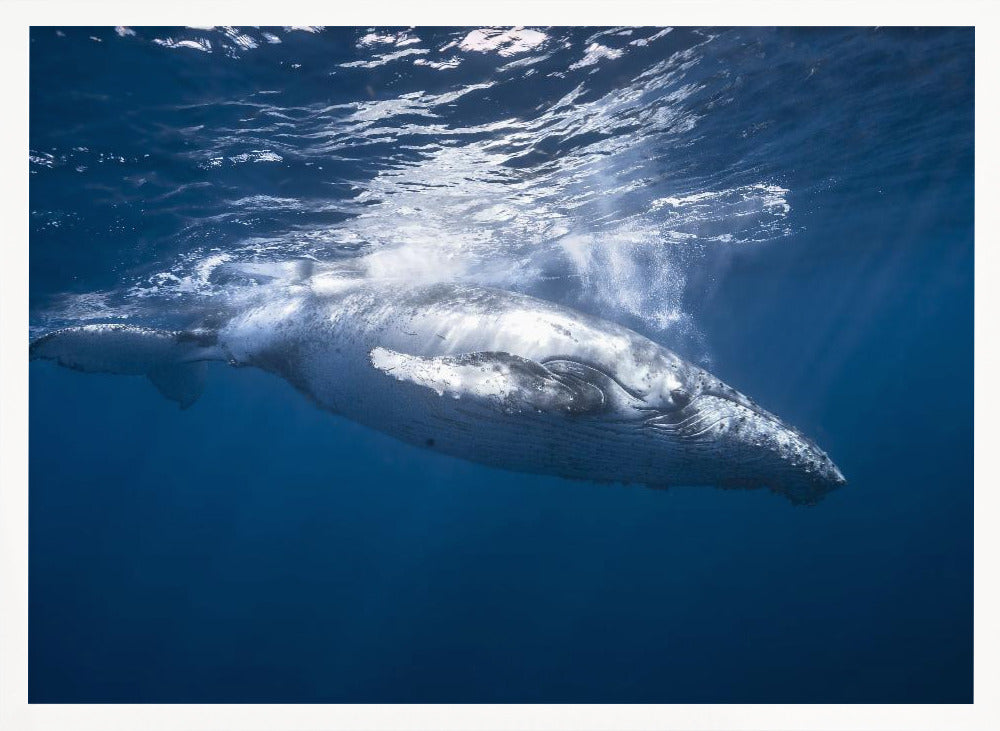 Humpback whale of Réunion Island Poster