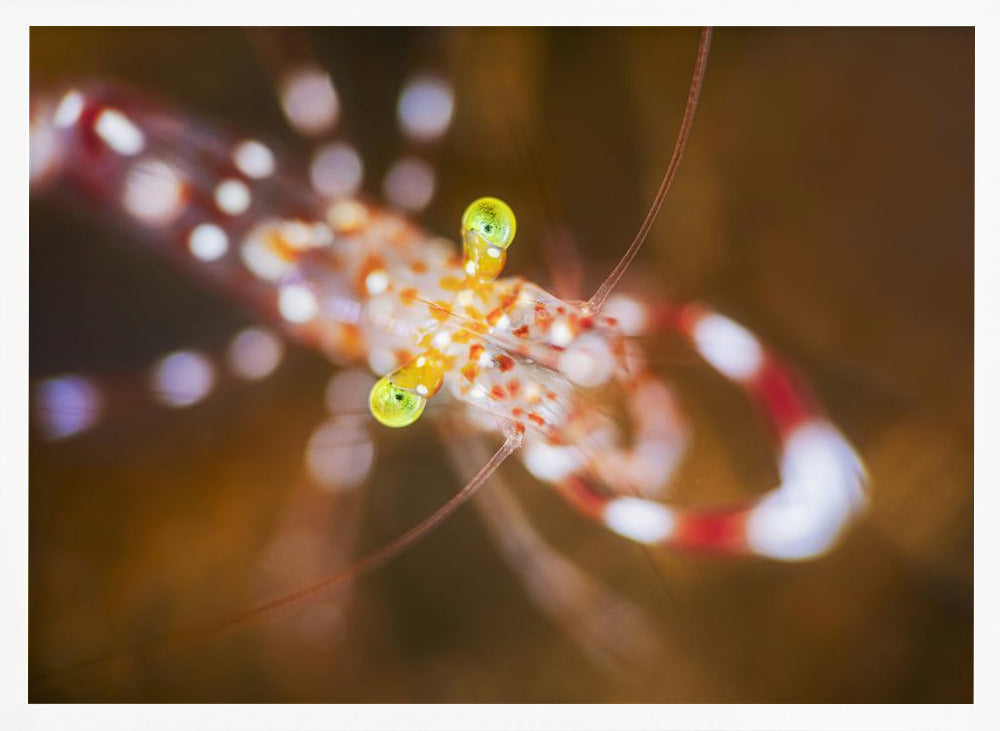 Close up : Anton Bruun cleaner shrimp Poster