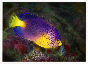 Blue Mauritius angelfish Poster