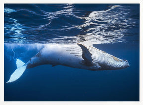 On the surface of the water: a humpback whale Poster