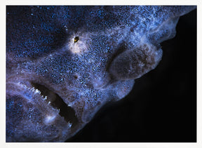 Frogfish Poster