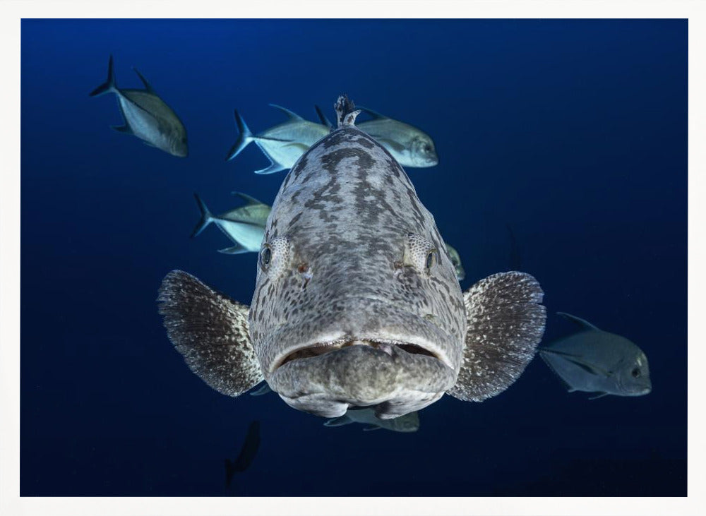 Face to face with a potato grouper Poster