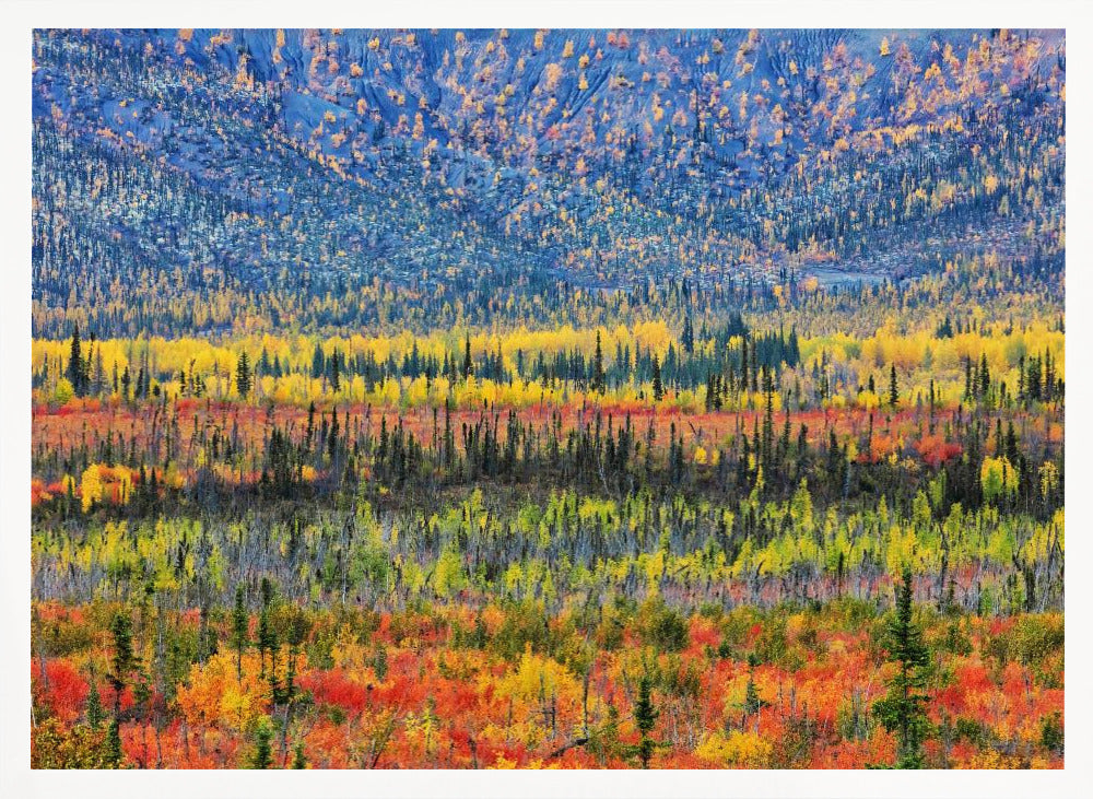 Fall Color in The Mountain Poster