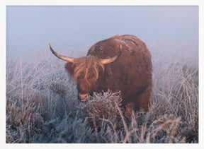 HIghlander in cold Sunrise. Poster