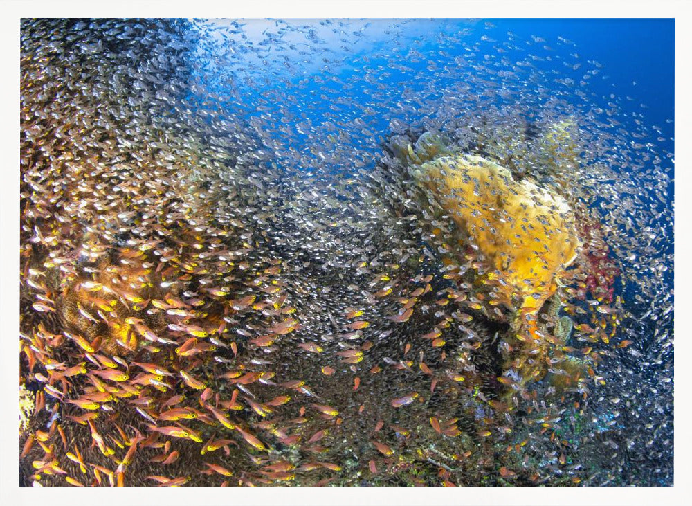 Underwater Life Poster