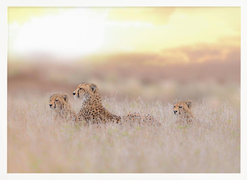 Cheetah Family Poster