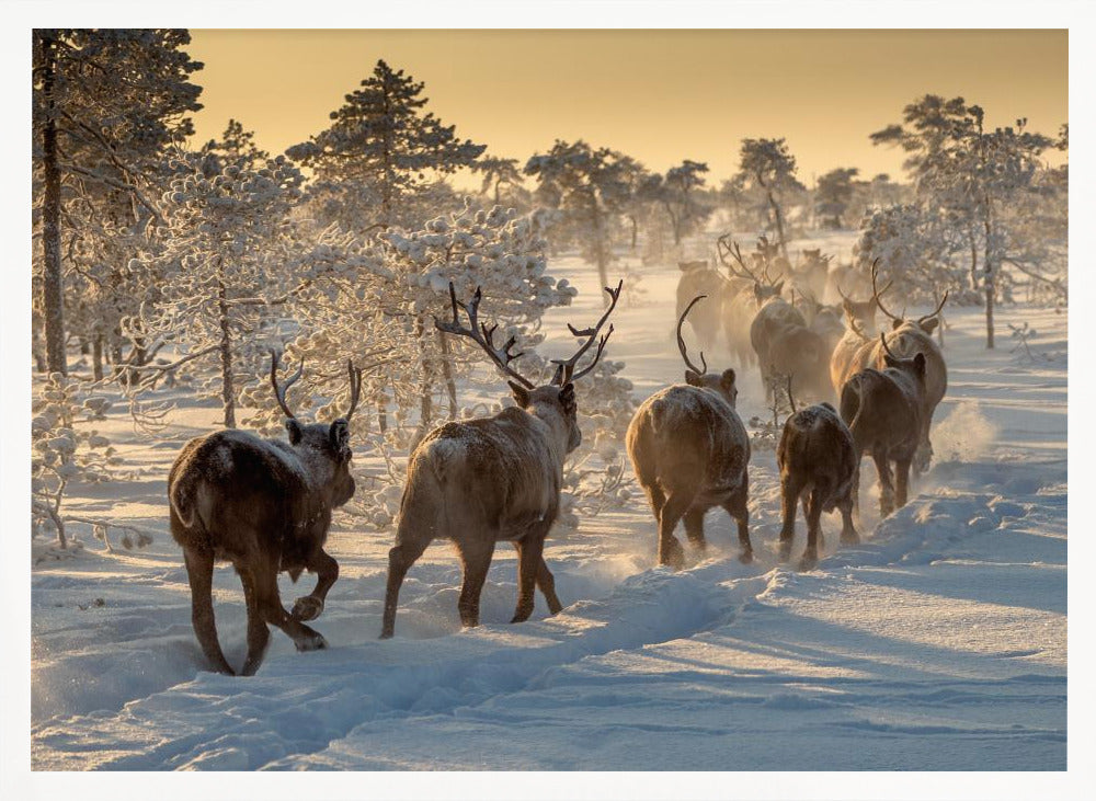 Reindeers hunting Poster