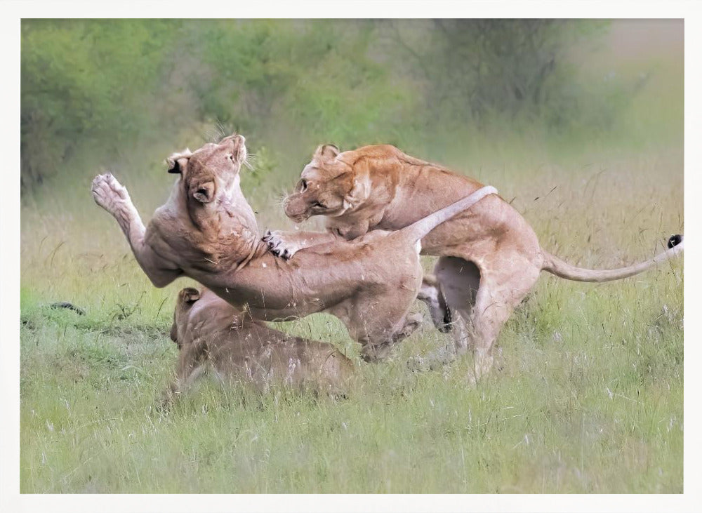 Fighting for Territory Poster