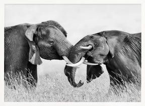 Elephant Fighting Poster