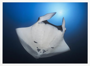 Océanic Manta Ray Poster