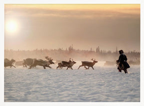 Reindeer hunter Poster