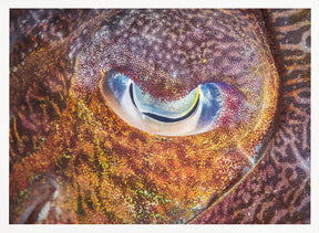 Focus on cuttlefish Poster