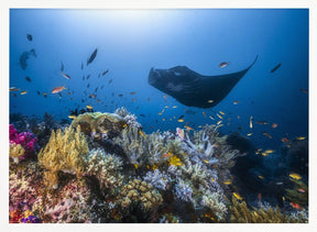 Manta reef on the reef Poster