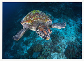 Green turtle from Sauwandarek Poster