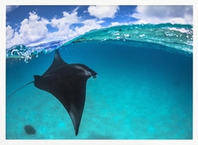 A reef manta ray in Mayotte Poster