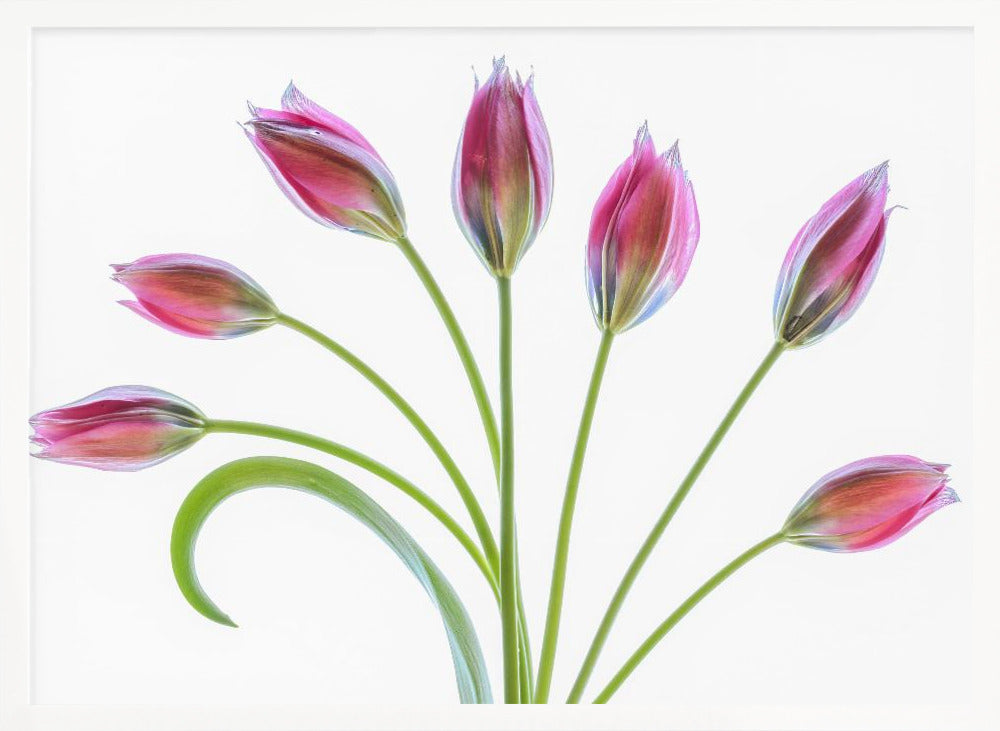 Tulipa Poster