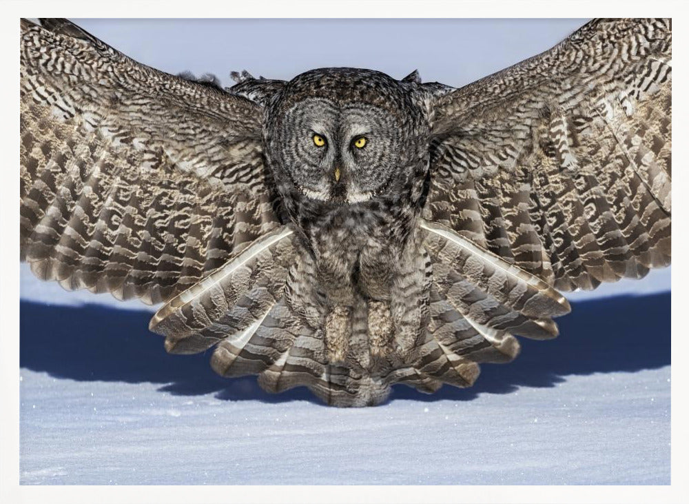Great Grey Owl Poster