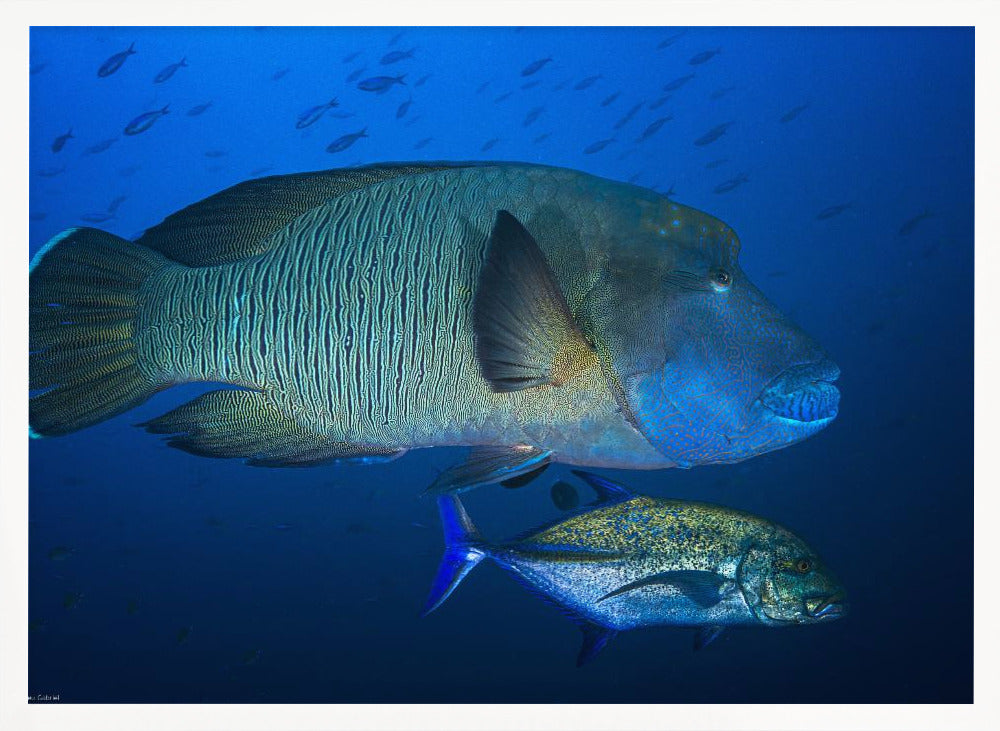 Humphead wrasse Poster