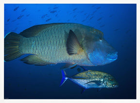 Humphead wrasse Poster