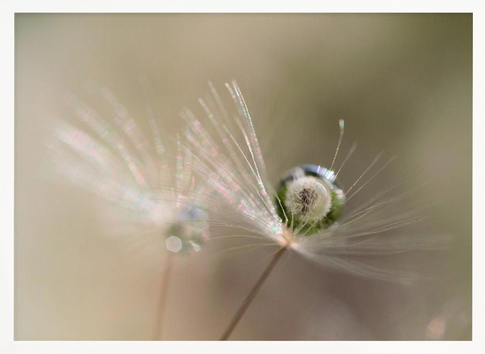 Star of dandelion Poster