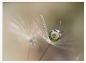 Star of dandelion Poster