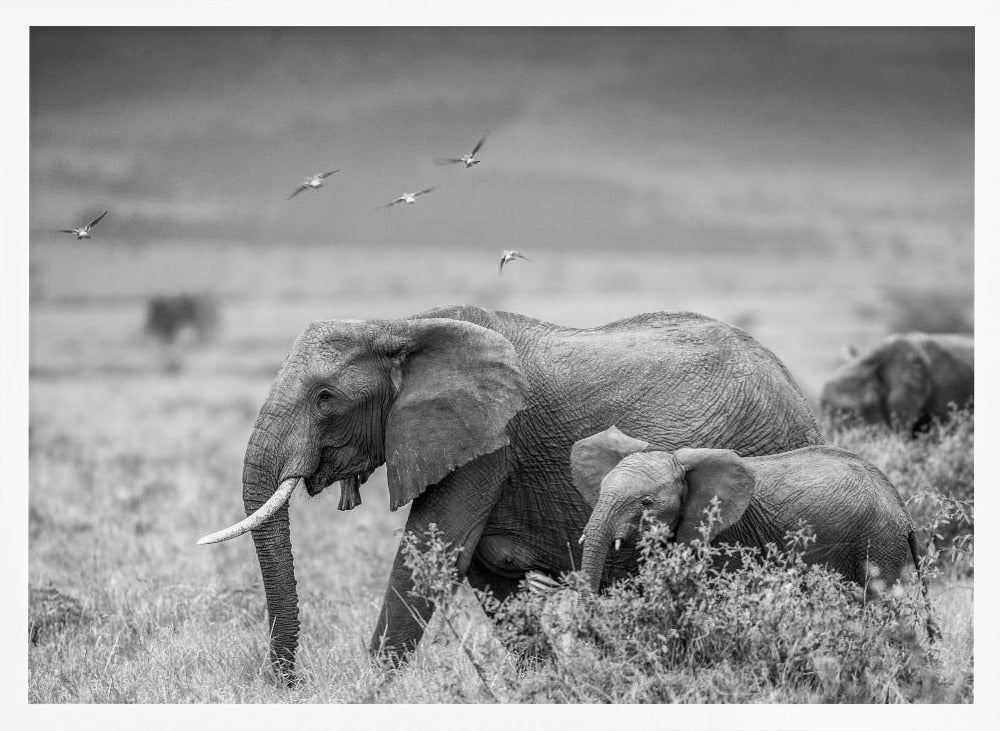 MONO ELEPHANT FAMILY Poster