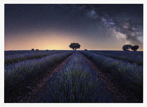 Lavender fields Poster