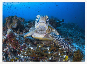 Face to face with a green turtle Poster