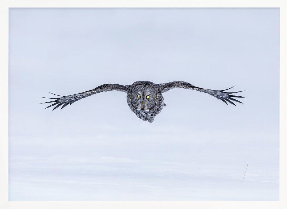 Great Grey Owl in Flight Poster