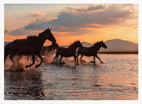 WATER HORSES Poster