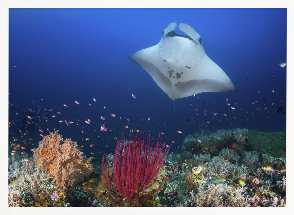 Ocean Manta Ray on the reef Poster