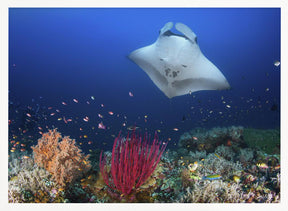 Ocean Manta Ray on the reef Poster