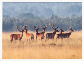 Red Deer Poster