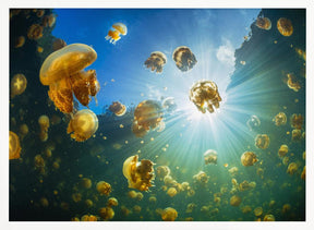 Sunlight and Jellyfish Poster