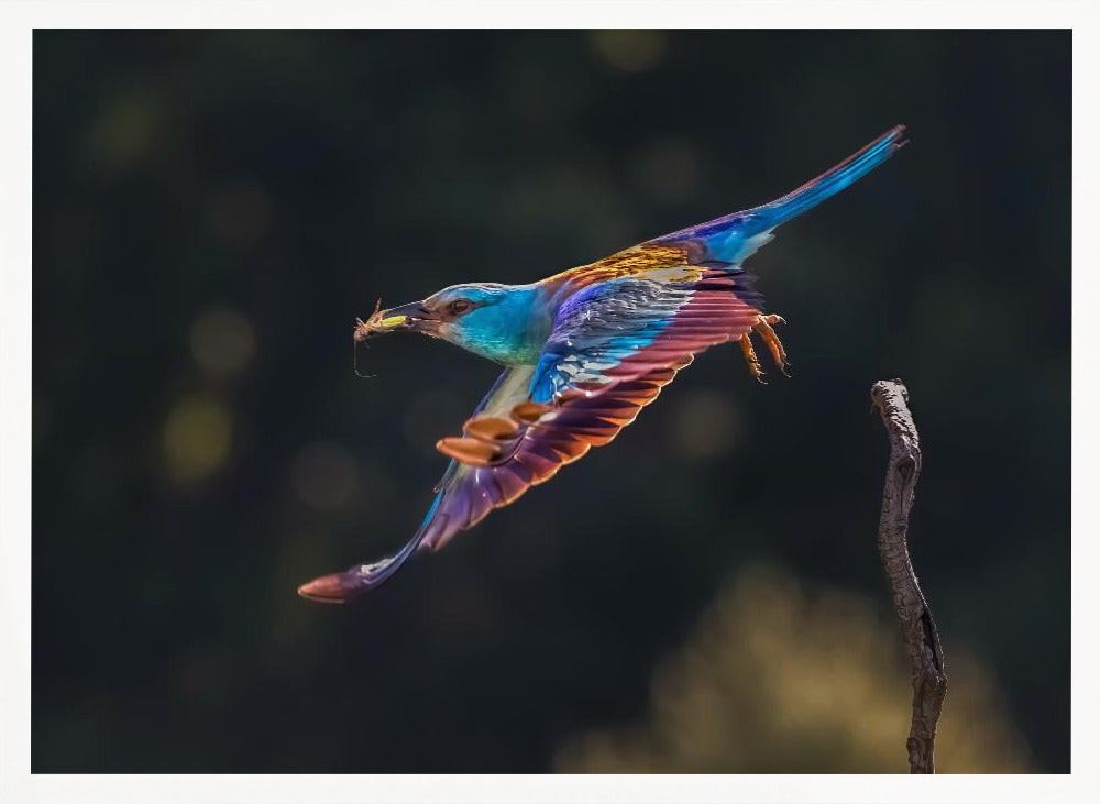 Busy for Feeding Poster