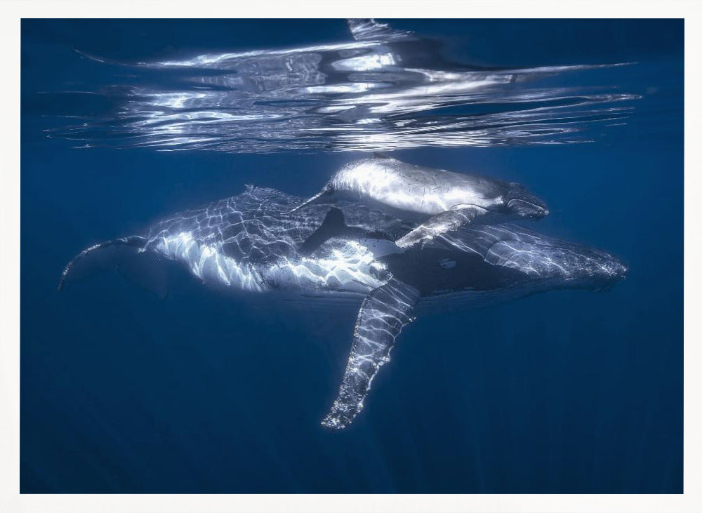 A humpback whale and its calf Poster