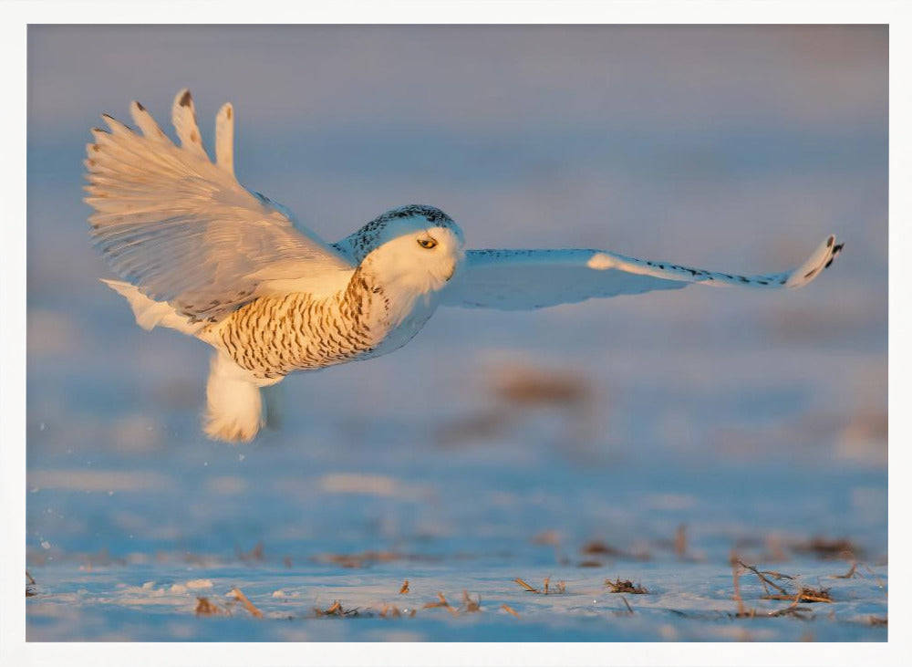 Snowy Owl Poster