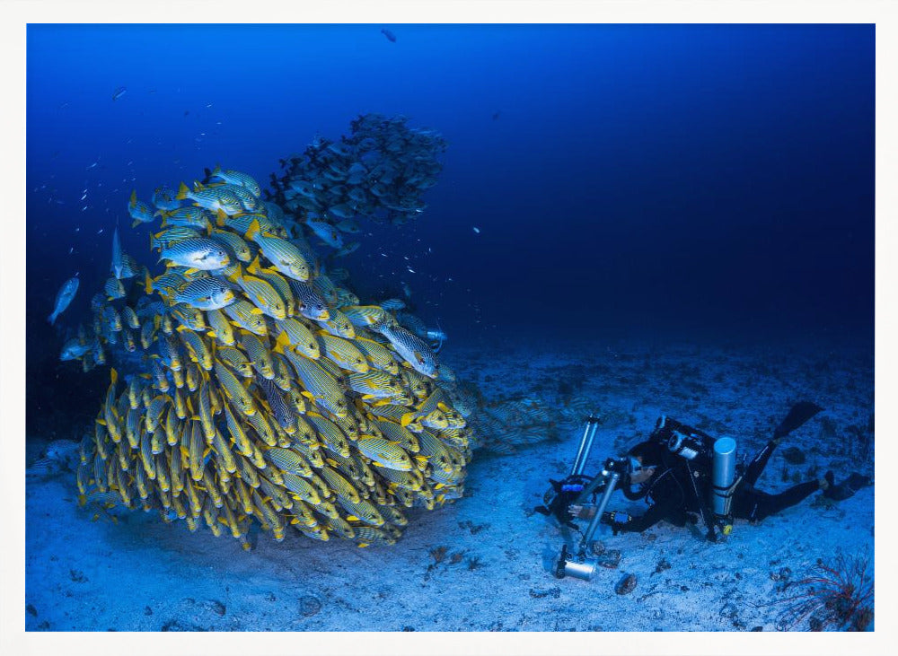 Face to face with diagonal-banded sweetlips Poster