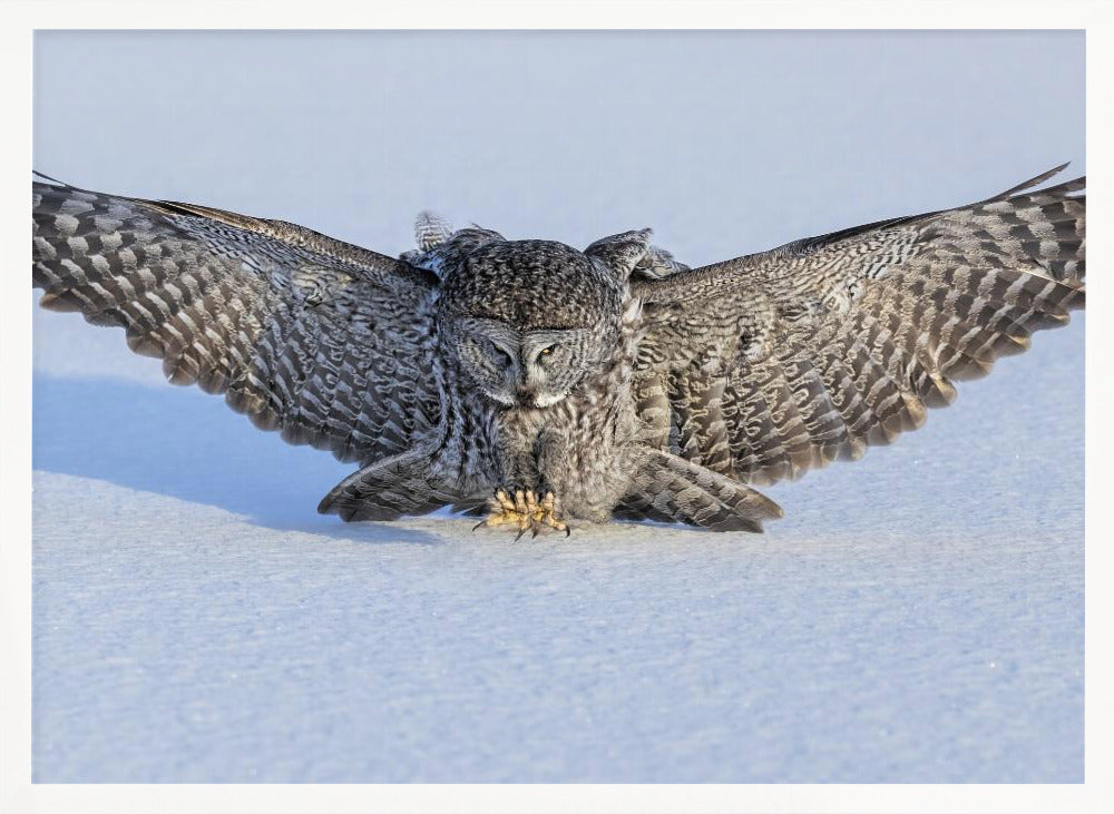 Hunting in The Morning Poster