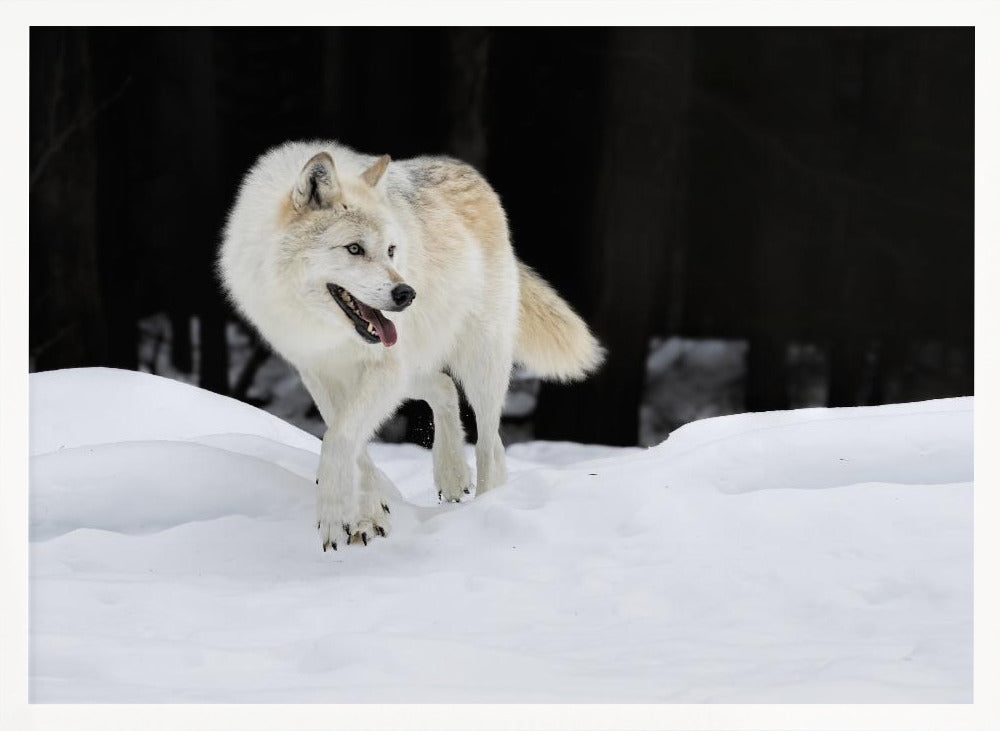 Out of The Dark Poster