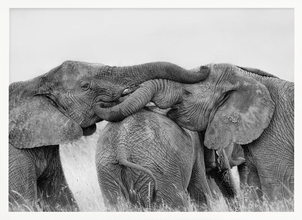 Elephant Playing Poster