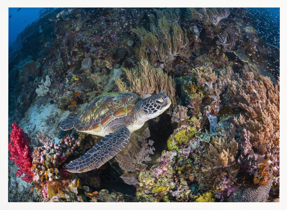 Coral garden and green turtle Poster